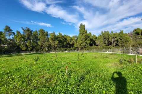 3 bedrooms House in Chalkidiki, Greece No. 116881 21