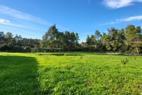 3 bedrooms House in Chalkidiki, Greece No. 116881 20