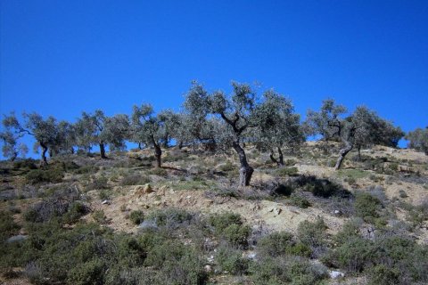 12000m² Land in Thasos, Greece No. 60490 7