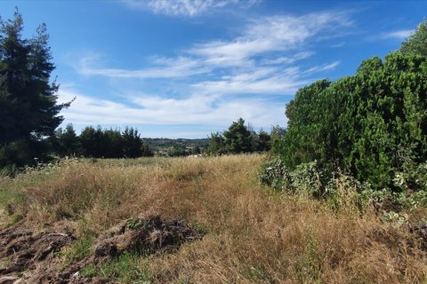 Земельный участок 8962м² в Халкидики, Греция №60658 1