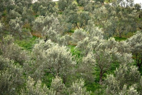 1700m² Bâtiment à Lagkadas, Greece No. 59841 15