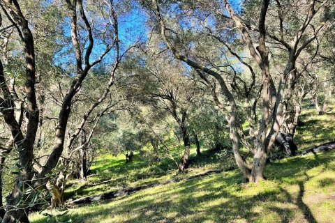 35000m² Land in Corfu, Greece No. 57487 6