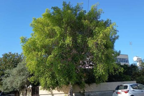 4 chambres House à Enkomi, Cyprus No. 101245 3