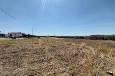 12300m² Land in Polygyros, Greece No. 56237 4